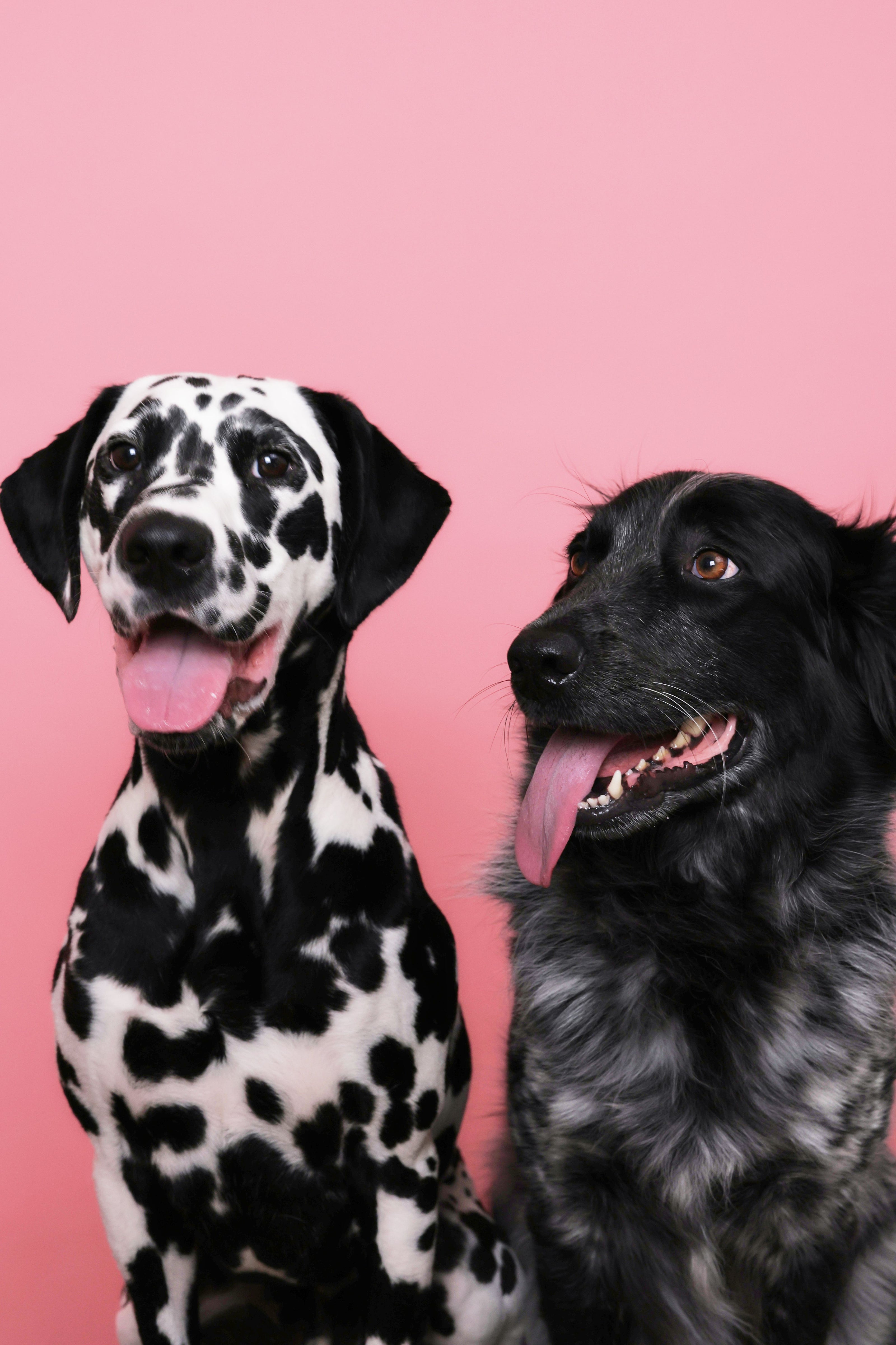 Dog and puppy photography in Boston and Atlanta; Two dogs portrait photography; Pet portrait photography